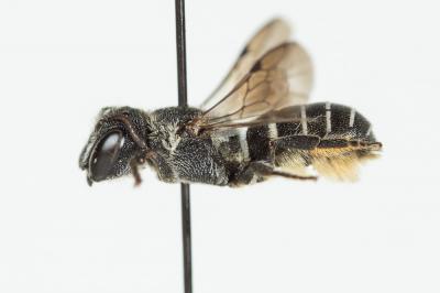  Heriades crenulata Nylander, 1856