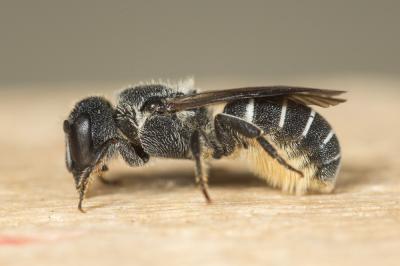  Heriades crenulata Nylander, 1856