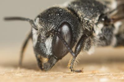  Heriades crenulata Nylander, 1856