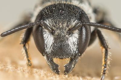  Heriades crenulata Nylander, 1856