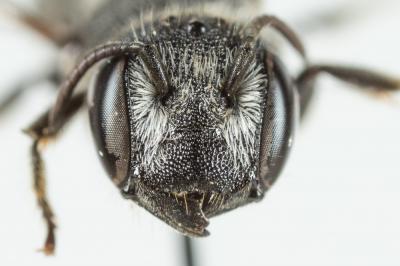  Heriades crenulata Nylander, 1856