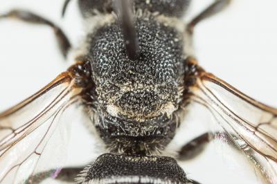  Heriades crenulata Nylander, 1856