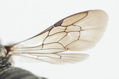  Heriades crenulata Nylander, 1856
