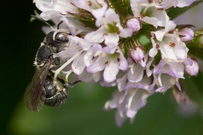  Heriades crenulata Nylander, 1856