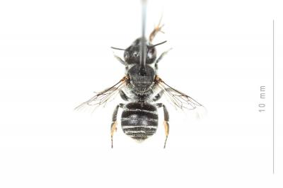  Hoplitis annulata (Latreille, 1811)