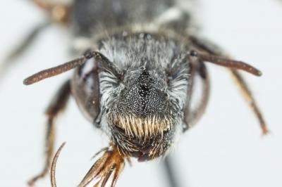  Hoplitis annulata (Latreille, 1811)
