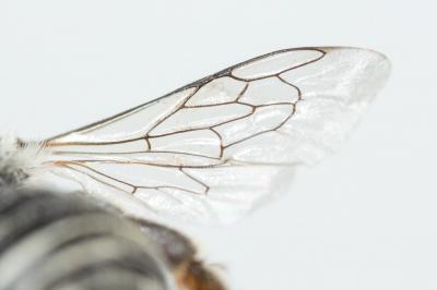  Hoplitis annulata (Latreille, 1811)