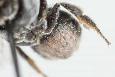 Hoplitis annulata (Latreille, 1811)
