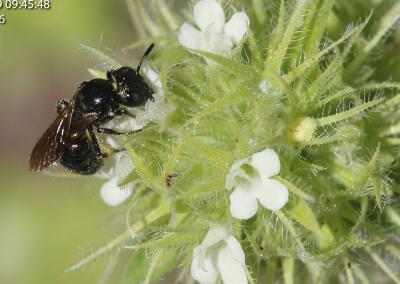 Ceratine commune Ceratina cucurbitina (Rossi, 1792)