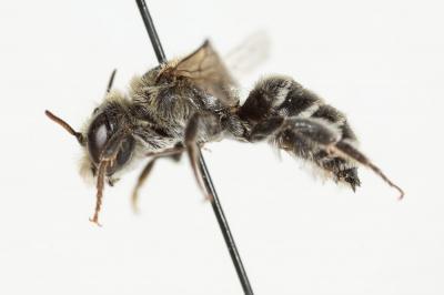  Hoplitis annulata (Latreille, 1811)