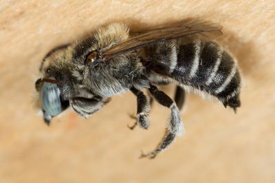  Hoplitis annulata (Latreille, 1811)