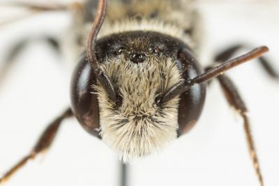  Hoplitis annulata (Latreille, 1811)