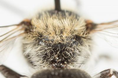 Hoplitis annulata (Latreille, 1811)