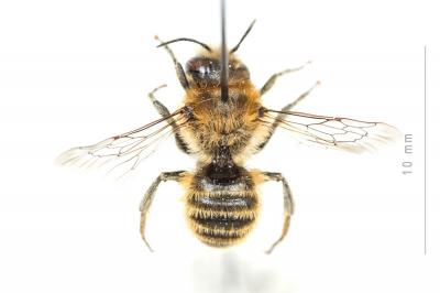  Hoplitis bisulca (Gerstäcker, 1869)