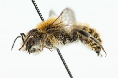  Hoplitis bisulca (Gerstäcker, 1869)