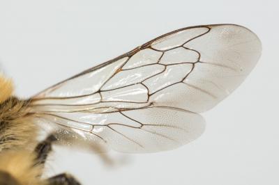  Hoplitis bisulca (Gerstäcker, 1869)