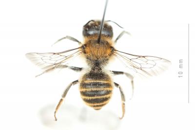  Hoplitis bisulca (Gerstäcker, 1869)