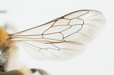  Hoplitis bisulca (Gerstäcker, 1869)
