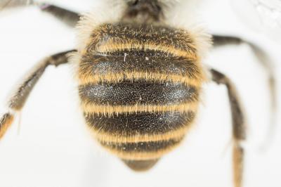 Hoplitis bisulca (Gerstäcker, 1869)