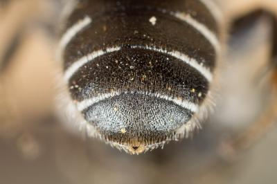  Hoplitis adunca (Panzer, 1798)