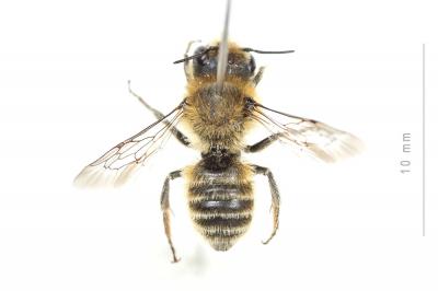  Hoplitis cristatula (van der Zanden, 1990)