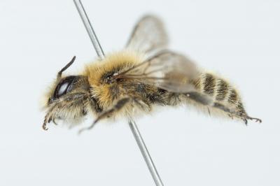  Hoplitis cristatula (van der Zanden, 1990)