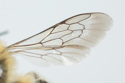  Hoplitis cristatula (van der Zanden, 1990)