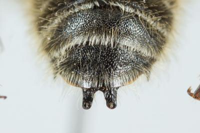  Hoplitis cristatula (van der Zanden, 1990)