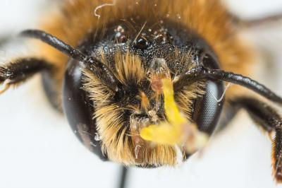  Hoplitis tridentata (Dufour & Perris, 1840)
