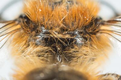  Hoplitis tridentata (Dufour & Perris, 1840)