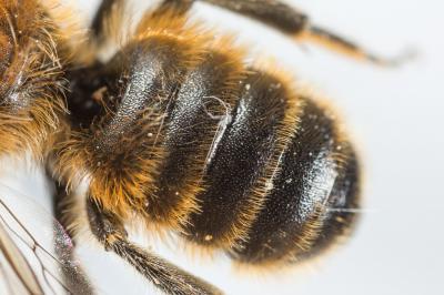  Hoplitis tridentata (Dufour & Perris, 1840)
