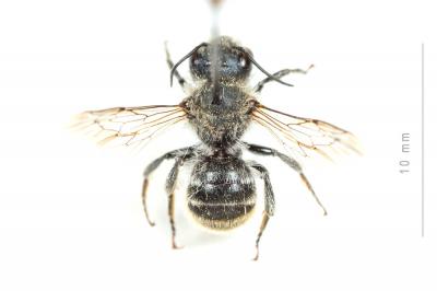  Osmia aurulenta (Panzer, 1799)
