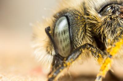  Osmia aurulenta (Panzer, 1799)