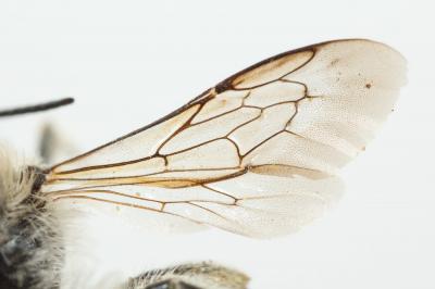  Osmia aurulenta (Panzer, 1799)