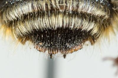  Osmia aurulenta (Panzer, 1799)