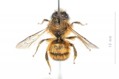 Osmie rousse Osmia bicornis (Linnaeus, 1758)