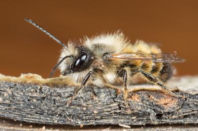 Osmie rousse Osmia bicornis (Linnaeus, 1758)