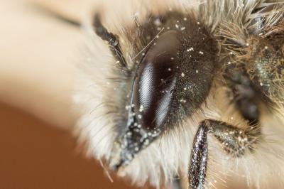 Osmie rousse Osmia bicornis (Linnaeus, 1758)