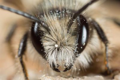 Osmie rousse Osmia bicornis (Linnaeus, 1758)