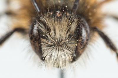 Osmie rousse Osmia bicornis (Linnaeus, 1758)