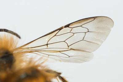 Osmie rousse Osmia bicornis (Linnaeus, 1758)