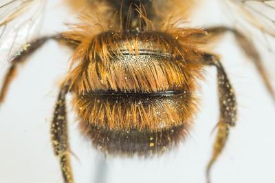 Osmie rousse Osmia bicornis (Linnaeus, 1758)