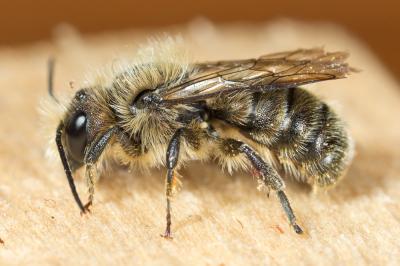  Osmia brevicornis (Fabricius, 1798)