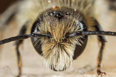  Osmia brevicornis (Fabricius, 1798)