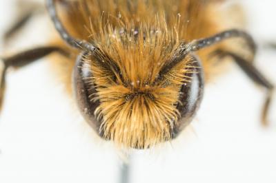  Osmia brevicornis (Fabricius, 1798)