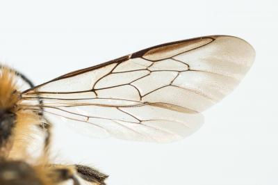  Osmia brevicornis (Fabricius, 1798)
