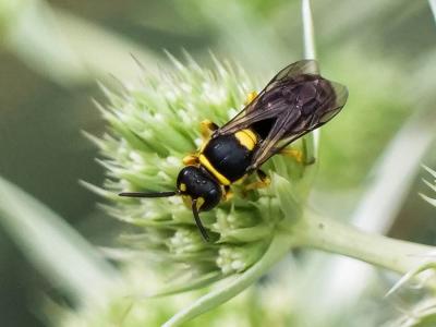  Hylaeus pictus (Smith, 1853)