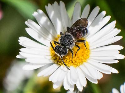  Dioxys cinctus (Jurine, 1807)