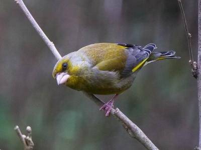 Verdier d'Europe Carduelis chloris (Linnaeus, 1758)