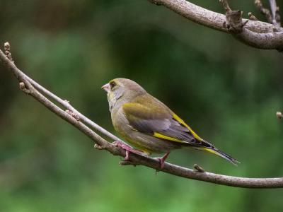 Verdier d'Europe Carduelis chloris (Linnaeus, 1758)